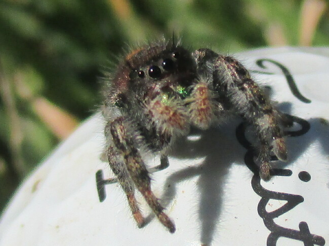Photo - Jumping Spider Chillin on a Golf Ball