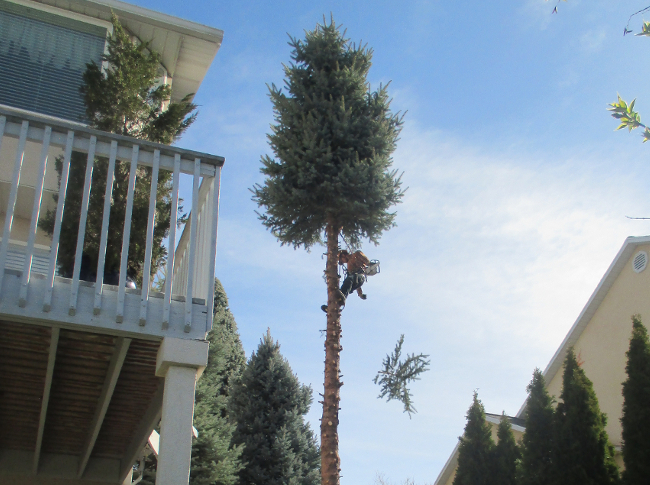 Photo - Spruce Being Removed