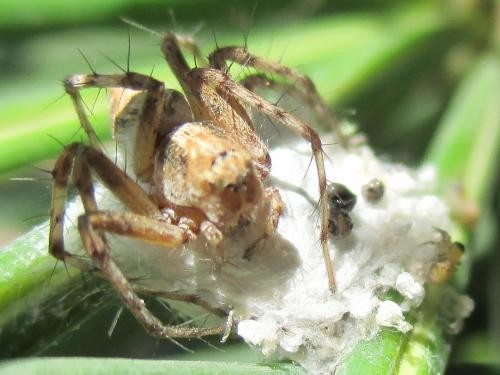 Photo - Spider With Hatchlings in Web