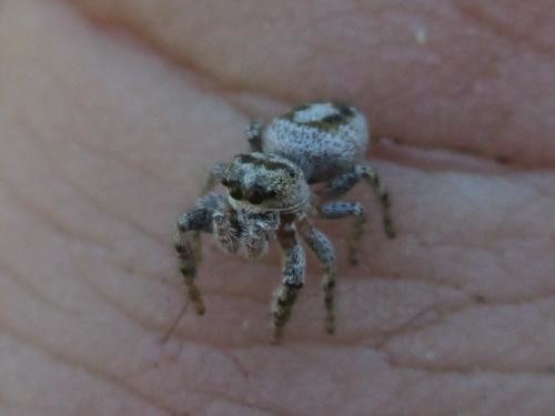 Photo - Grey and Black Jumping Spider