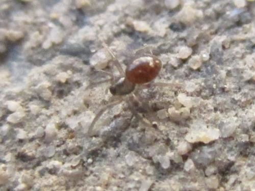 Photo - Tiny Black Spider