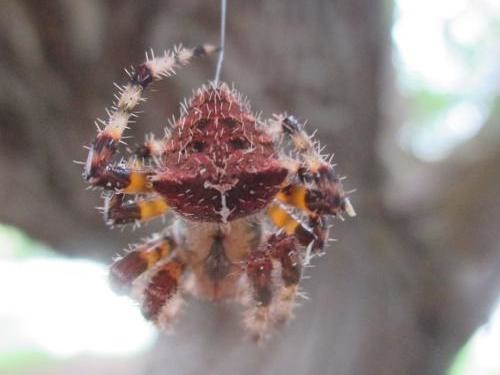 Photo - Cat Face Spider