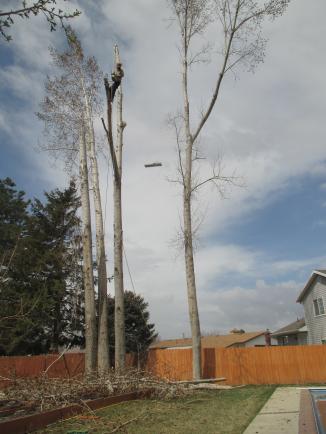 Photo - Removing Five Large Cottonwoods