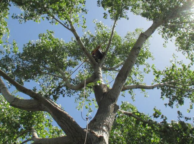 Photo - Pruning a Large Cottonwood Tree
