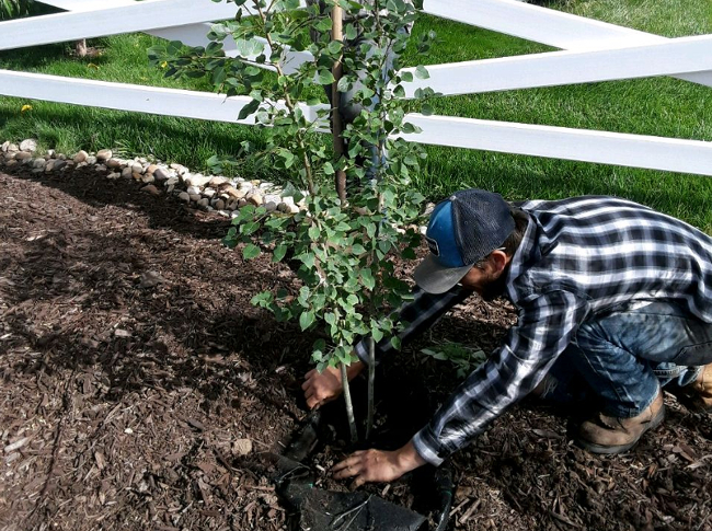Photo - Planting a Tree