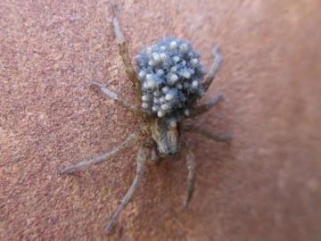 Photo - Spider With Babies on Back