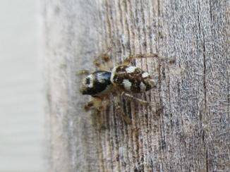 Photo - Tan and Brown Jumping Spider