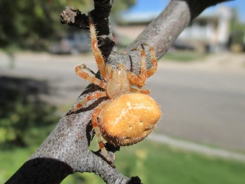Photo - Bright Orange Cat Face Spider