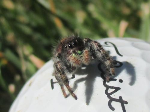 Photo - Jumping Spider On a Golf Ball