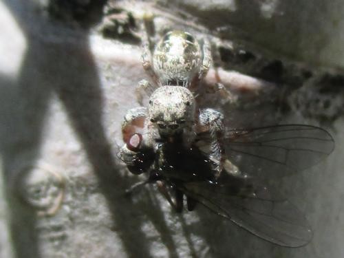 Photo - Jumping Spider Eating Fly