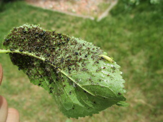 Photo - 1000s of Aphids On a Leaf