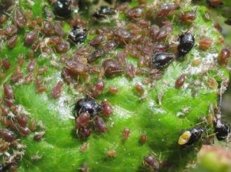 Photo - 1000s of Aphids On a Leaf