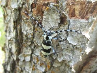 Photo - Alder Bark Beetle