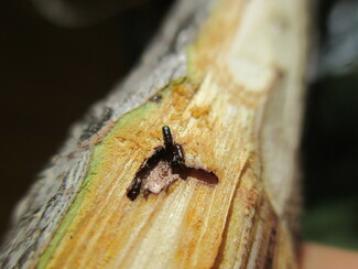 Photo - Bark Beetle