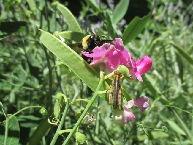 Photo - Bumble Bee and Grasshopper