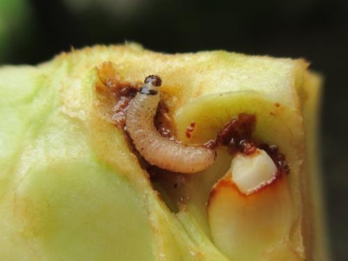 Photo - Fruit Worm