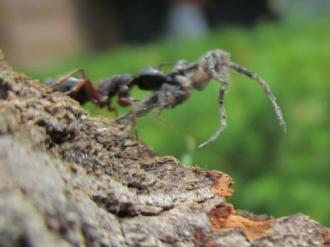 Photo - Ant Eating a Spider