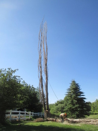 Photo - Populus Removal