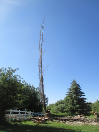 Photo - Populus Removal