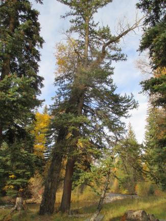 Photo - Spruce Removal