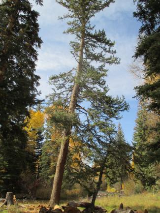 Photo - Spruce Removal