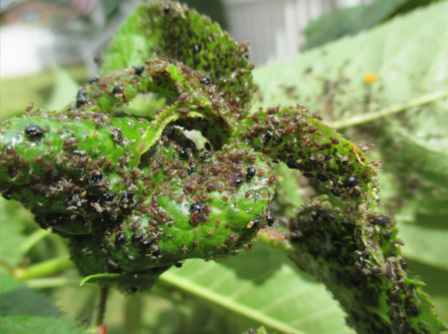 Photo - Several Bark Beetles Infesting a Limb