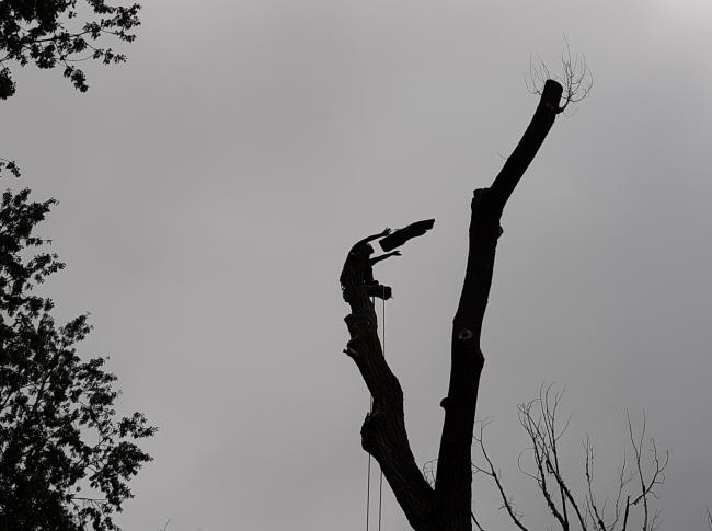 Photo - Large Cottonwood Tree Being Removed