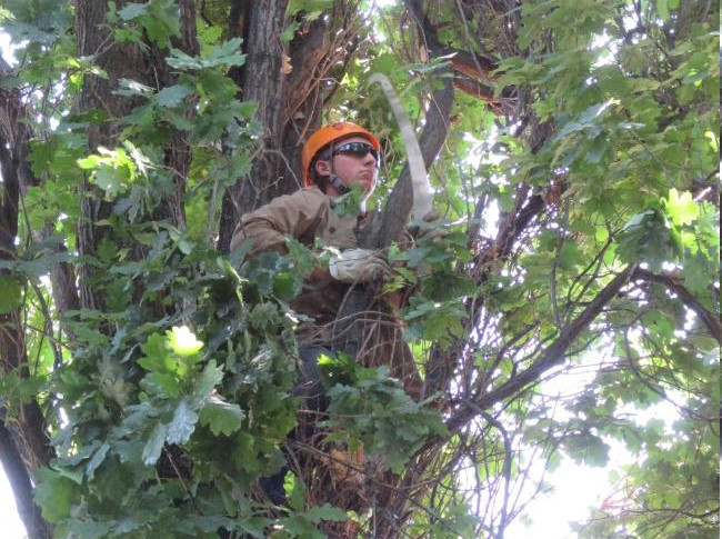 Photo - Blake Trimming a Large Oak